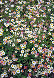 Image result for Erigeron karvinskianus