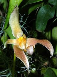 Image result for Bulbophyllum humblotii