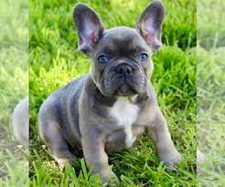 Frenchies are just super silly dogs, our frenchies love everyone and get along wonderfully with the other dogs and cats. View Ad French Bulldog Puppy For Sale Near Oregon Medford Usa Adn 198563