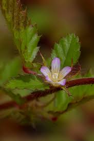 Image result for Melochia melissifolia