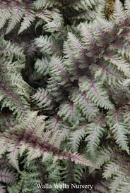 Image result for Athyrium annae
