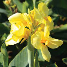 Flower bulbs for wholesale prices. Yellow Tall Canna Flower Bulbs 3 Count At Menards