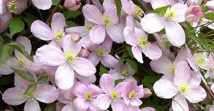 Maybe you would like to learn more about one of these? Clematis Montana A Clematis For Facade Greening
