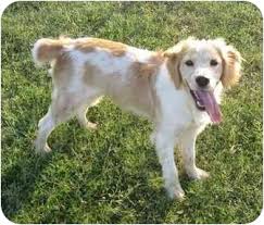 The cost of a golden retriever puppy varies depending on his place of origin, whether he is male or female, what titles his parents have, and whether he is best suited for the show ring or a pet home. Tulsa Ok Brittany Meet Beorn A Pet For Adoption
