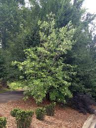 .magnolia, southern sweetbay, swampbay, swamp magnolia, sweet magnolia, small magnolia compare all magnolias. Magnolia Virginiana Swamp Magnolia Sweetbay Sweet Bay Sweet Bay Magnolia Sweetbay Magnolia North Carolina Extension Gardener Plant Toolbox
