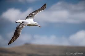 My first true albatross love - the Southern Royal Albatross. Why? From a  selfish reason: - It was the first bird image I ever had awarded - It was  the first image
