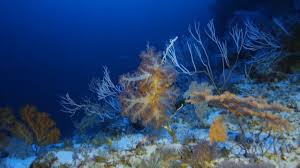 Image result for Pearsonia mesopontica