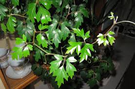 Image result for Cissus integrifolia