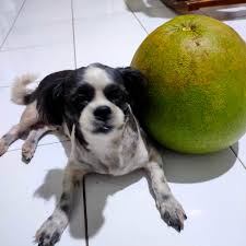 Tolong di bantu, anjing saya hilang di sekitar jubung pertokoan.. terakhir  di lihat sama tukang mie ayam yg bawa anak anak muda katanya.. tolong  hubungi 081556769777, anjing sudah tua jenis kelamin betina.