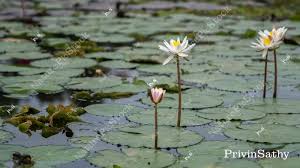 Image result for Nymphaeaceae