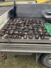 We would like to show you a description here but the site won't allow us. Charges And Car Seizure For Abalone Haul