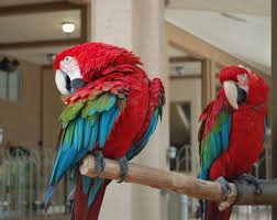 Maybe you would like to learn more about one of these? Adorable Green Winged Macaw For Sale Macaw Parrots Farm