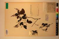 Image result for Searsia longipes