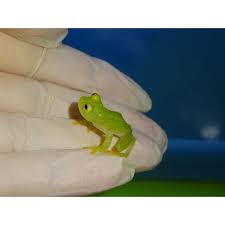 Image result for glass frog