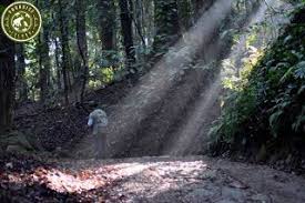 Safari Sri Lanka Udawattekele Forest Reserve Kandy Forest Reserves Places To Visit Forest