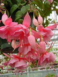 Pin On Flowers Photos And Facts