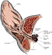 Structure and function of the inner ear. Ear Structure And Function In Dogs Dog Owners Veterinary Manual