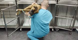 There are two types of hit. Alabama Rot El Virus Que Se Esta Cobrando La Vida De Los Perros