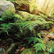 Image result for Terrarium Cling Background