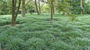 Can T Grow Grass Grow These Ground Covers Ground Cover Plants Ground Cover Mondo Grass