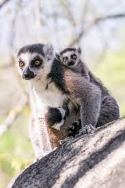 Im andasibe nationalpark treffen wir auf den indri indri und sogar sifakas. Madagaskars Lemuren Auf Den Spuren Der Katta Im Anja Naturreservat