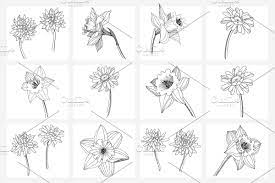 Vector Illustration Freesia Flowers Flower Graphic Vector Illustration Freesia Flowers