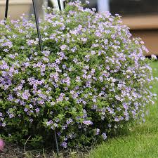 Image result for Bacopa