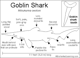 They're great for all ages. Goblin Shark Enchanted Learning Software