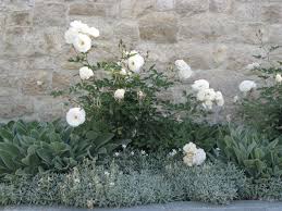 Discard the lower, usually infertile soil from the bottom of the hole. Iceberg Roses Houzz