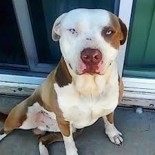 The blue eye is produced by the diluted pigment of the eye. Why Do Some Pit Bulls Have Blue Eyes Quora