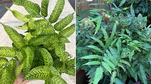 Image result for Coniogramme