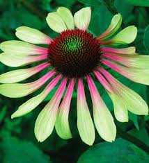 Pbco Green Envy Coneflower Seeds Stunning Color Plants Perennials Beautiful Flowers