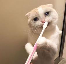 Saddest Lil Baby In The Room Baby Lil Room Saddest Komik Hayvan Fotograflari Sevimli Hayvan Yavrulari Sevimli Kedi Yavrulari