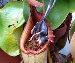 The nepenthes genus contains more than 150 species, some so large (n. If We Could Genetically Modify A Venus Fly Trap Plant To Grow Over 10ft Tall Would It Eat A Man Quora