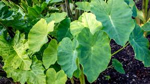 Elephant ears can be planted in full sun to part shade, but the best performance will come in a part shade or filtered sun location. Elephant Ear Plant Care Growing Guide