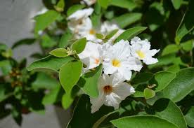 Image result for Cordia