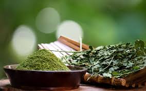 Image result for Moringa oleifera