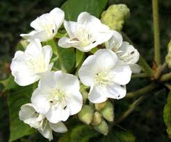 Image result for Dombeya acutangula