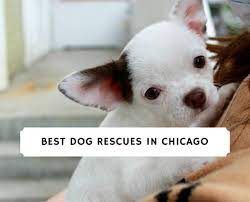 A fat cat in the chicago suburbs is getting a lot of attention after a shelter posted an adoption ad describing the unique feline. Best Dog Rescues In Chicago Top 6 Dog Adoptions 2021 We Love Doodles