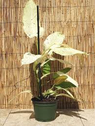 Philodendron Mottled Whipple Way Plant In 2x2x7 Pot Plantas De Exterior Plantas Jardines