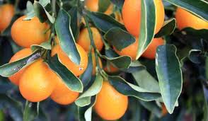 Furthermore, why is my kumquat tree not bearing fruit? Nagami Kumquat Growing Information Tastylandscapetastylandscape