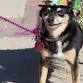 Krewe of Barkus & Meoux Pet Parade