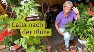 Im spätherbst haben wir beide kübel in ein kühleres helleres zimmer gestellt und jetzt blühen beide. Calla Verbluht Und Eingetrocknet Was Nun Calla Nach Der Blute Youtube
