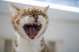 Kittens lose all their teeth this way, just like human babies. 13 Best Cat Foods For Cats With No Teeth Or Few Bad Teeth