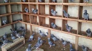 Cara membuat sangkar merpati balap. Cara Merawat Burung Dara Balap Terlengkap Agar Cepat Jinak