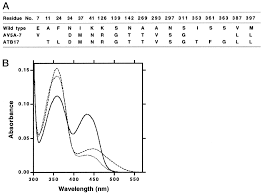 Check spelling or type a new query. Redesigning The Substrate Specificity Of An Enzyme By Cumulative Effects Of The Mutations Of Non Active Site Residues Journal Of Biological Chemistry