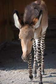But unlike wild horses, zebras in the open african savanna had many more predators to worry about, including fierce. 10 Zonky Ideas Zorse Zonkey Zebras