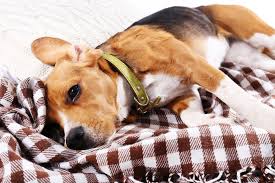 If your dog has a lump, you may have to schedule a biopsy to determine if it's cancerous or not. Fluid In The Chest In Dogs Symptoms Causes Diagnosis Treatment Recovery Management Cost