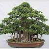 Get many bonsai seeds online. 1