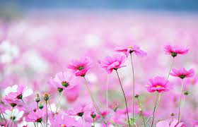 Select your favorite images and download them for use as wallpaper for your desktop or phone. Gorgeous Beautiful Flowers Wallpapers Pink Flowers Wallpaper Cosmos Flowers